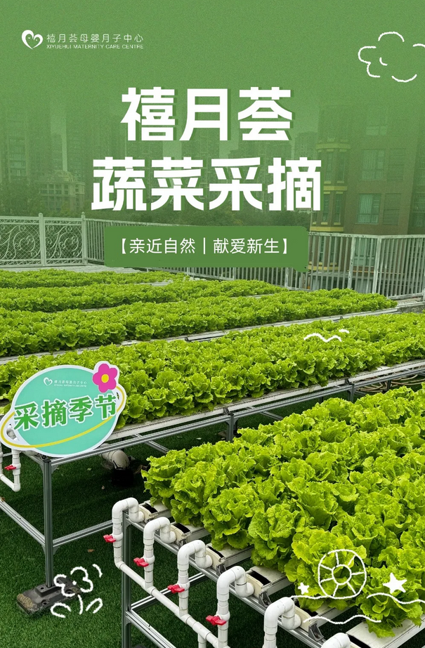 在成都月子中心坐月子，吃上自己采摘的新鮮有機蔬菜啦！1