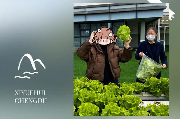 在成都月子中心坐月子，吃上自己采摘的新鮮有機蔬菜啦！3