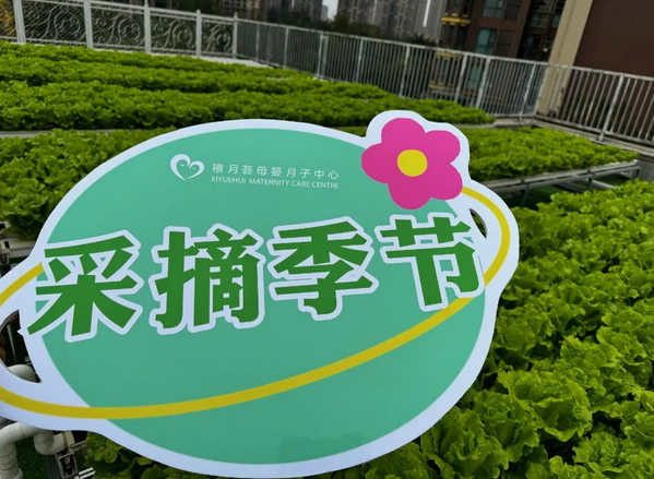 在成都月子中心坐月子，吃上自己采摘的新鮮有機蔬菜啦！5
