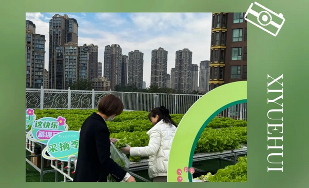 在成都月子中心坐月子，吃上自己采摘的新鮮有機蔬菜啦！7